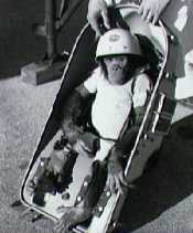 Ham, the first chimpanzee to go into outer space